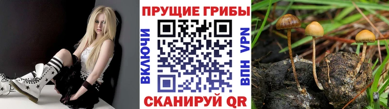 Купить  Камызяк  Псилоцибиновые грибы прущие грибы 
